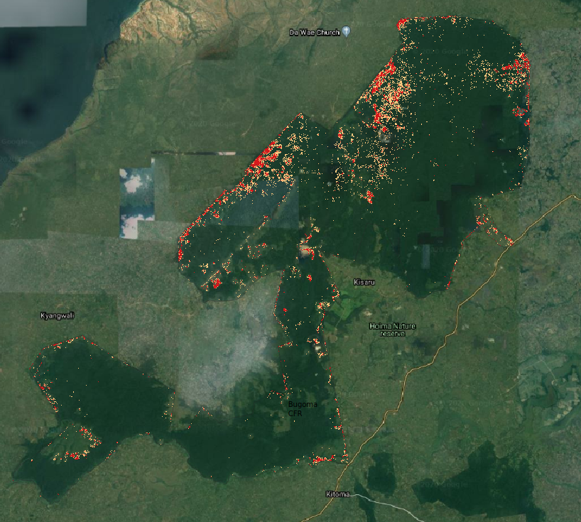 Deforestation (in red) and degradation (in orange) in Bugoma central forest reserve in 2018 and 2019