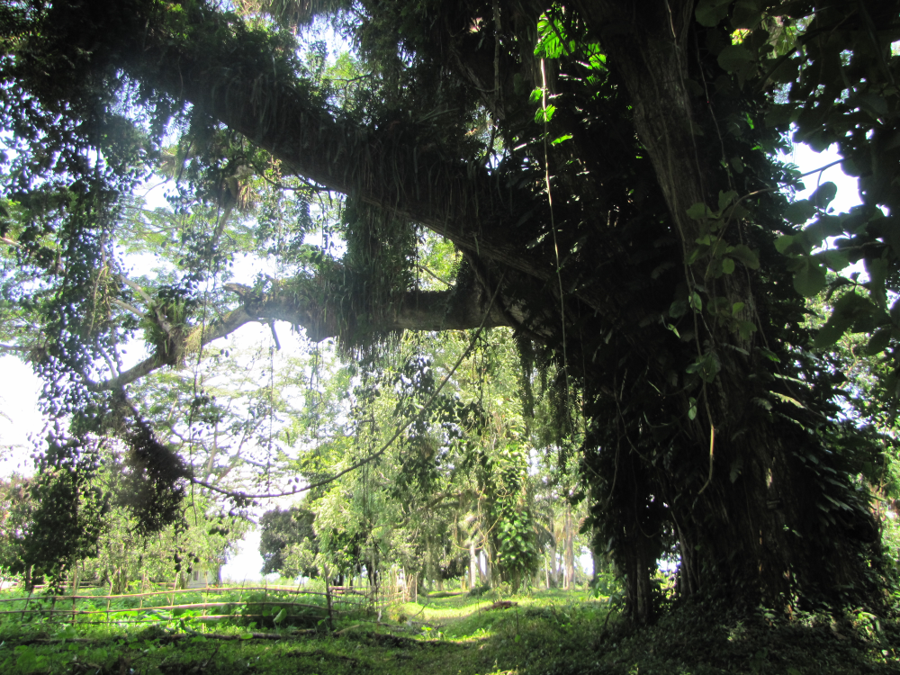 Jardin Eala Mbandaka. (Credit: Amanda Bradley)