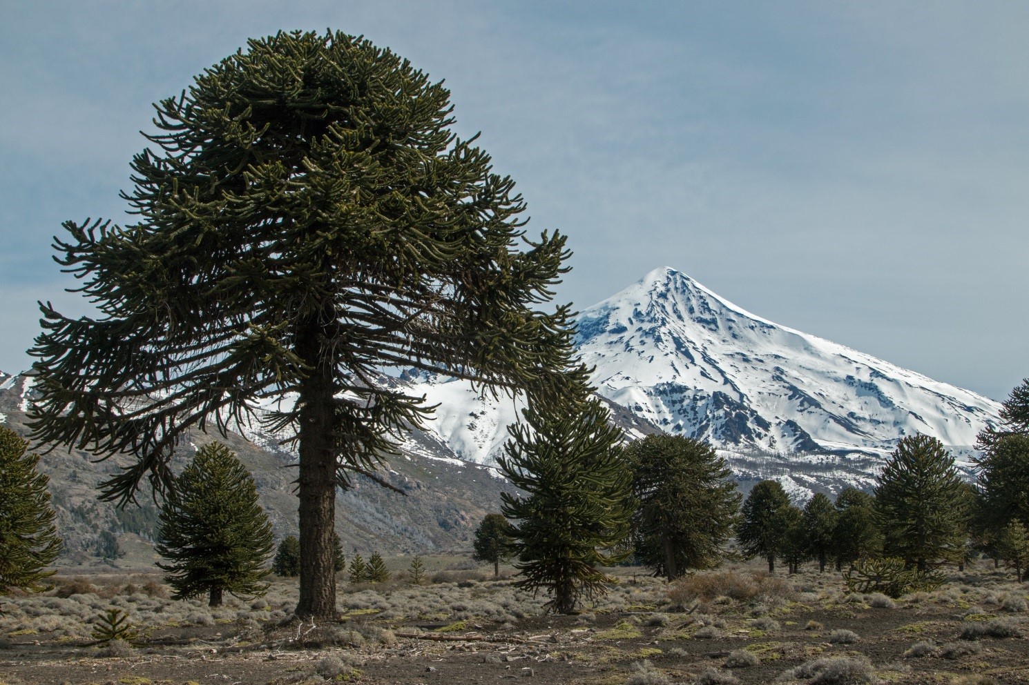Picture 2: Araucarias Forest, Bosque Andino Patagónico Forest region, Neuquén Province. (UN-REDD NP)