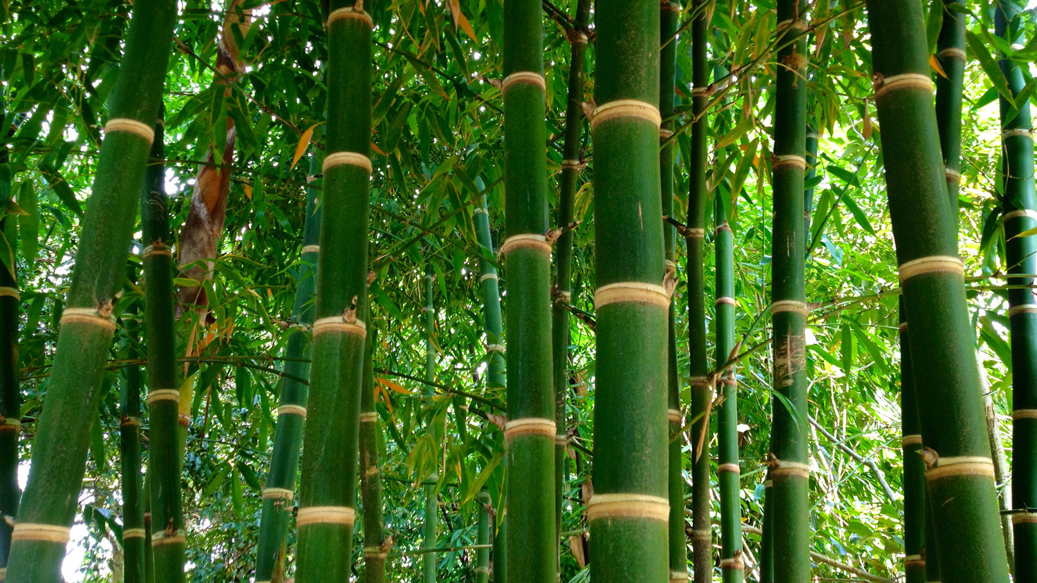 Bamboo in Ethiopia: can it help stimulate its economy while at the same time help achieve REDD+ obj