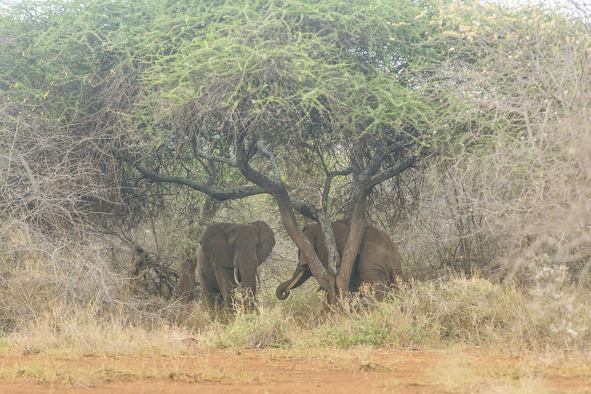 (Photo credit: James Ekwam, UN-REDD Programme)