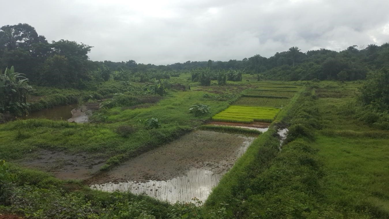 Rice production in Bomi County Â©FAO/Jonathan Wesley Roberts