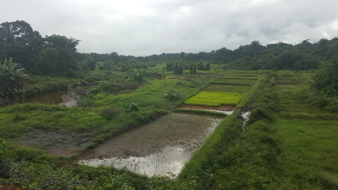 Rice production in Bomi County ©FAO/Jonathan Wesley Roberts