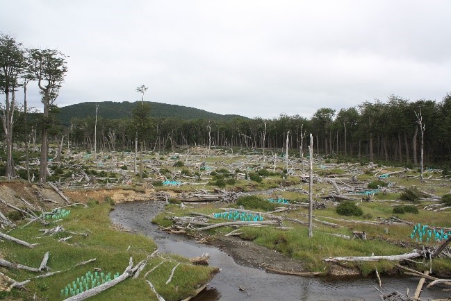 Ecological restoration as a tool for adapting and mitigating the impacts of climate change