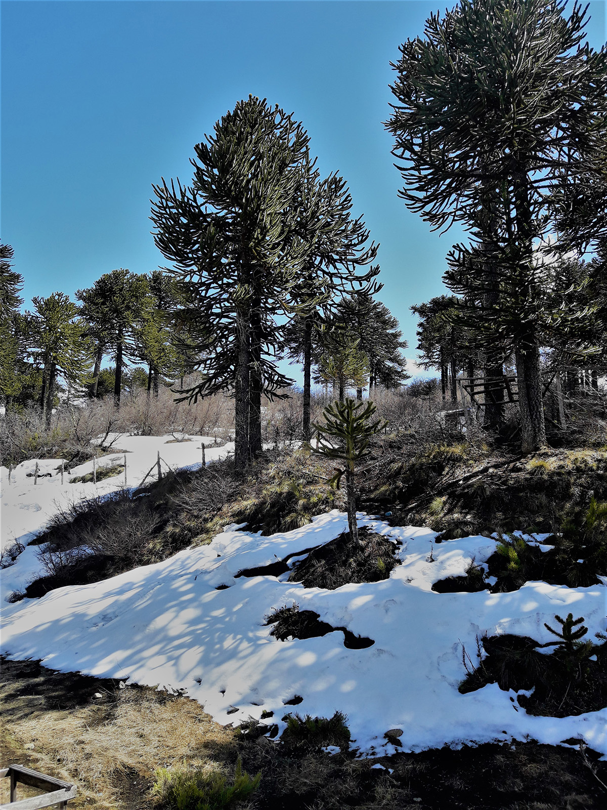 Chilean pine tree