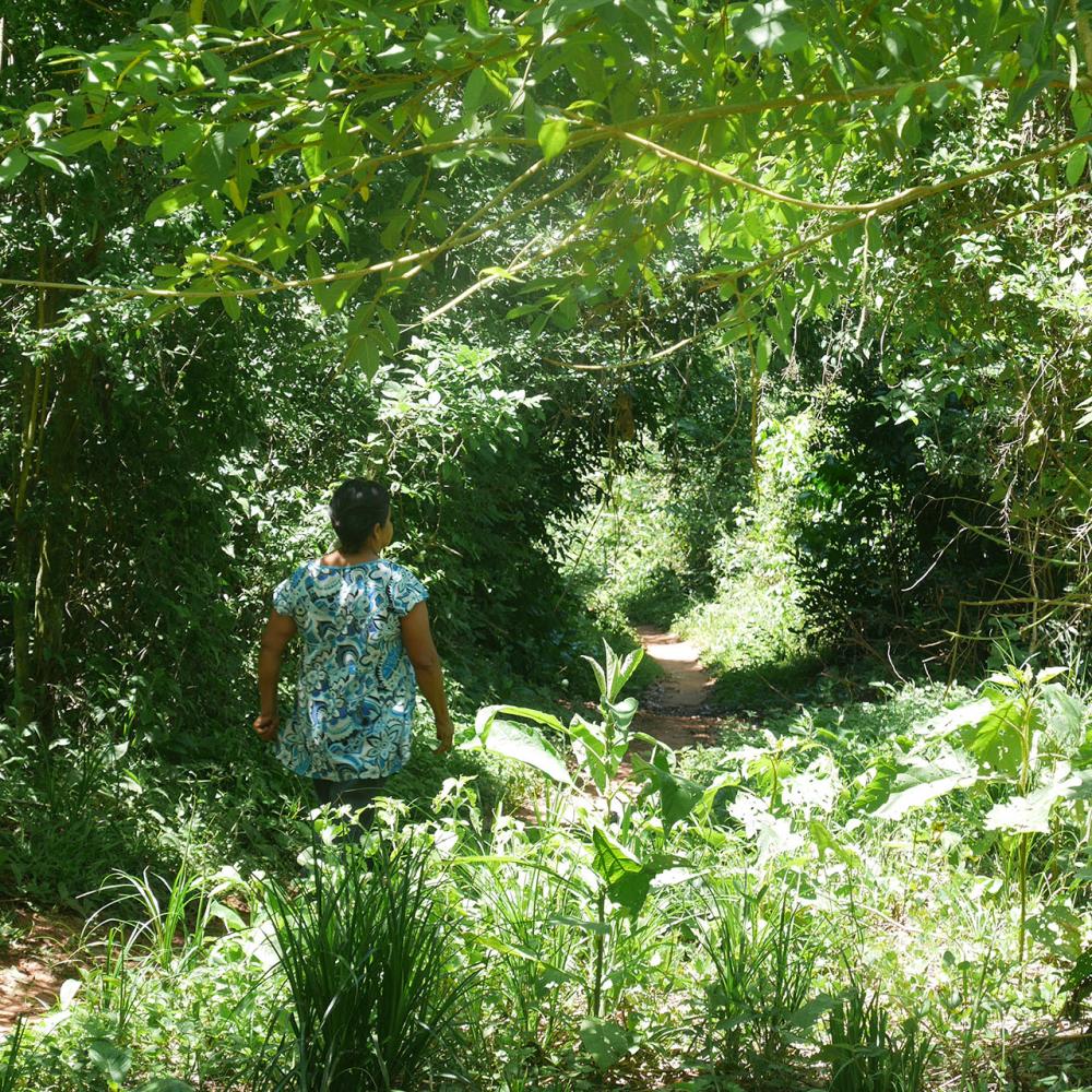 State of the Forests in Paraguay