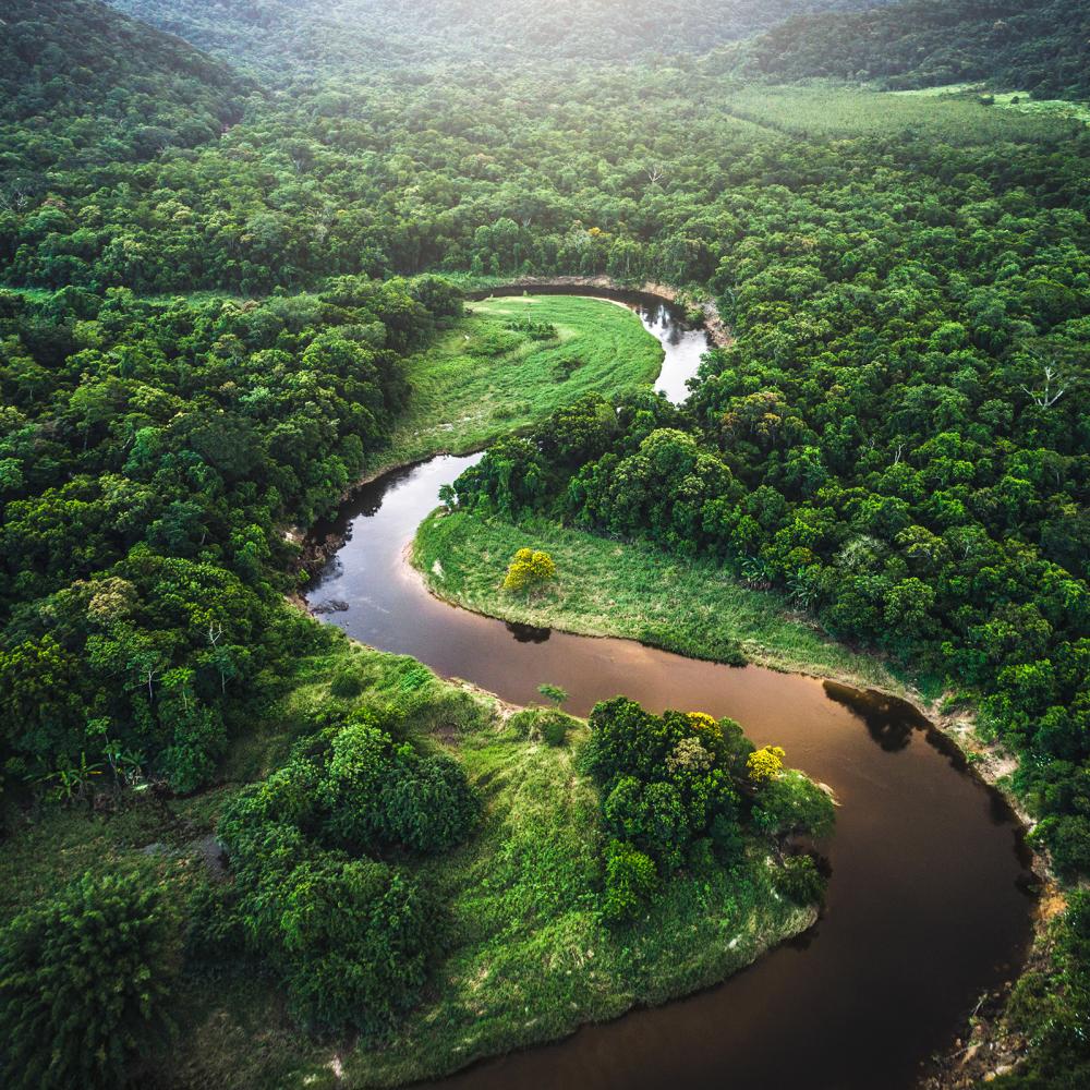 Building back resilient societies by investing in forests