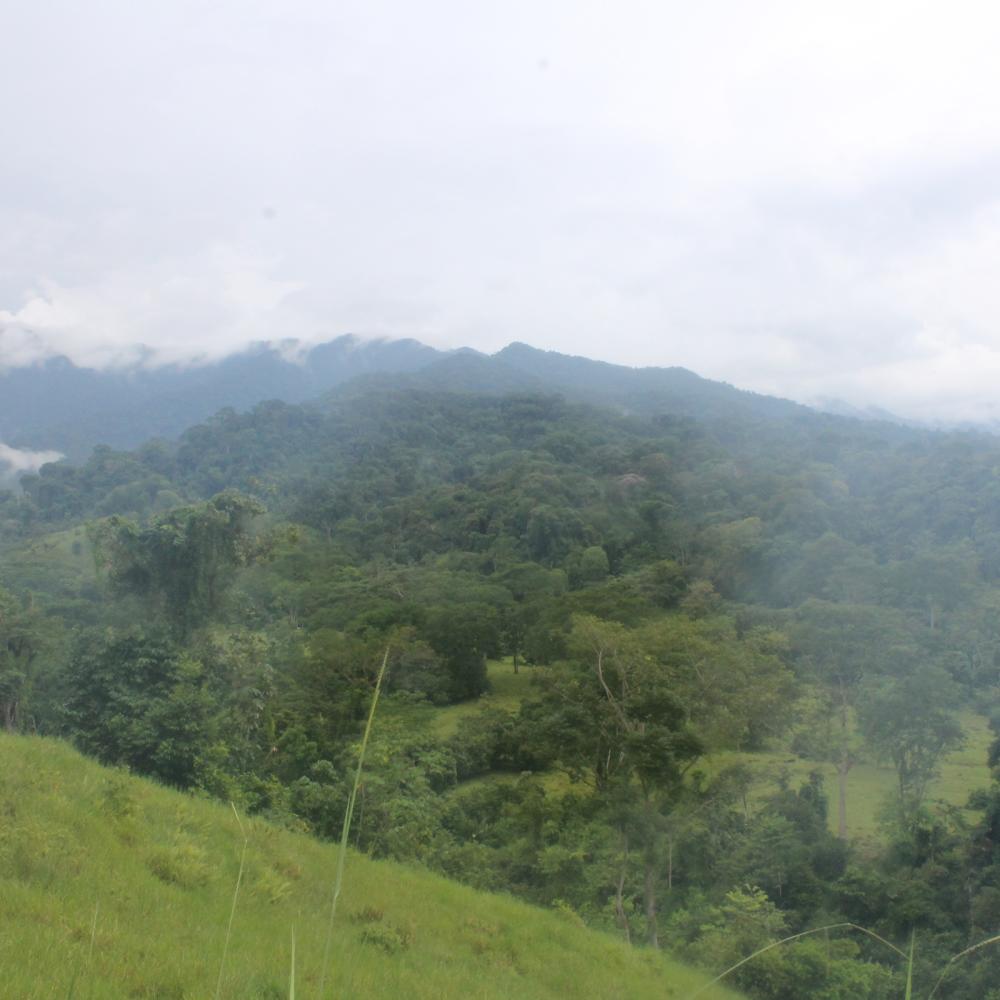 Exploring the role of forest foods in Colombia