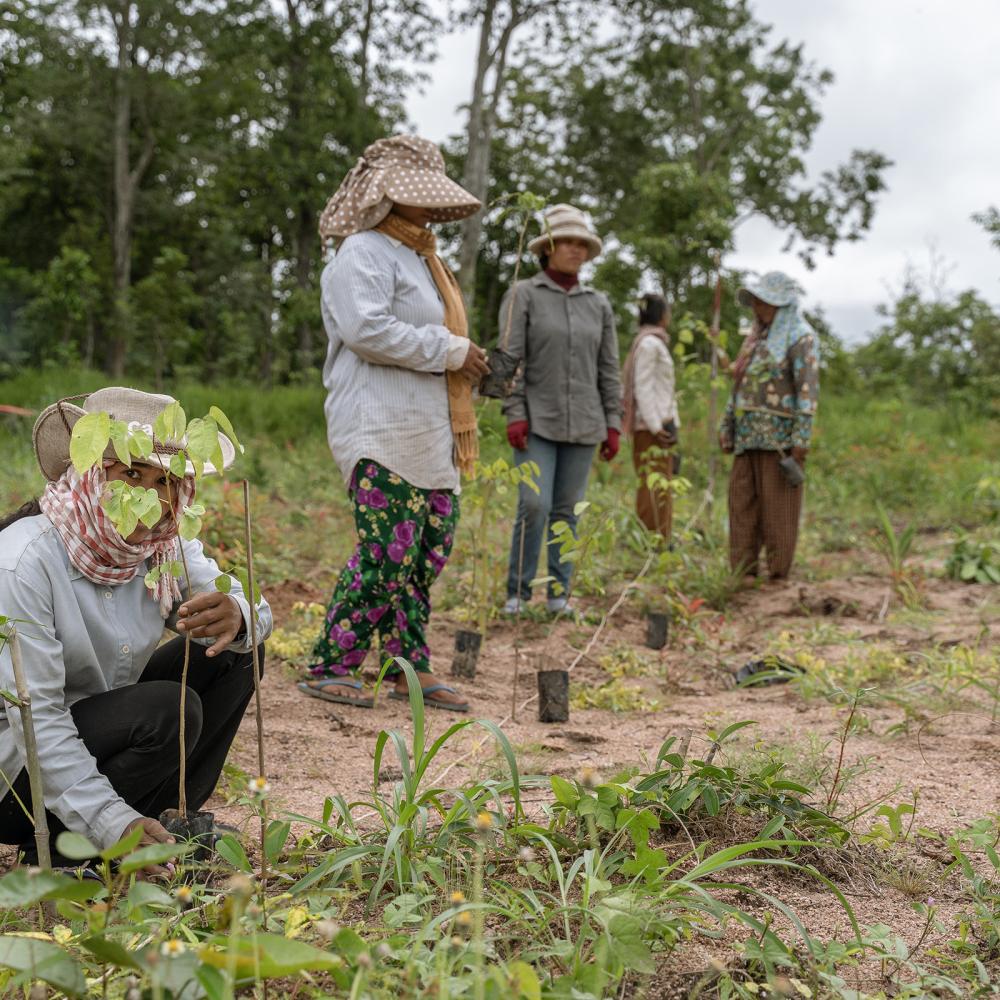 Forest landscape restoration