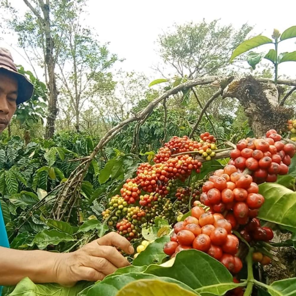 Coffee Harvest in Kibuk Community Forest in Pagar Alam, South Sumatra Province  (@ Aidil baba)