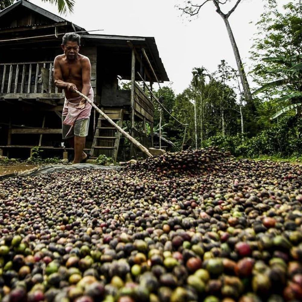 Drying the Coffee Beans in a Community Forest in Muara Dua, South Sumatra Province.   (@ HaKI, Muhammad Thohir)
