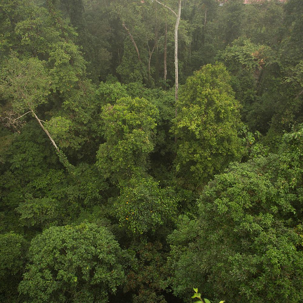 aa