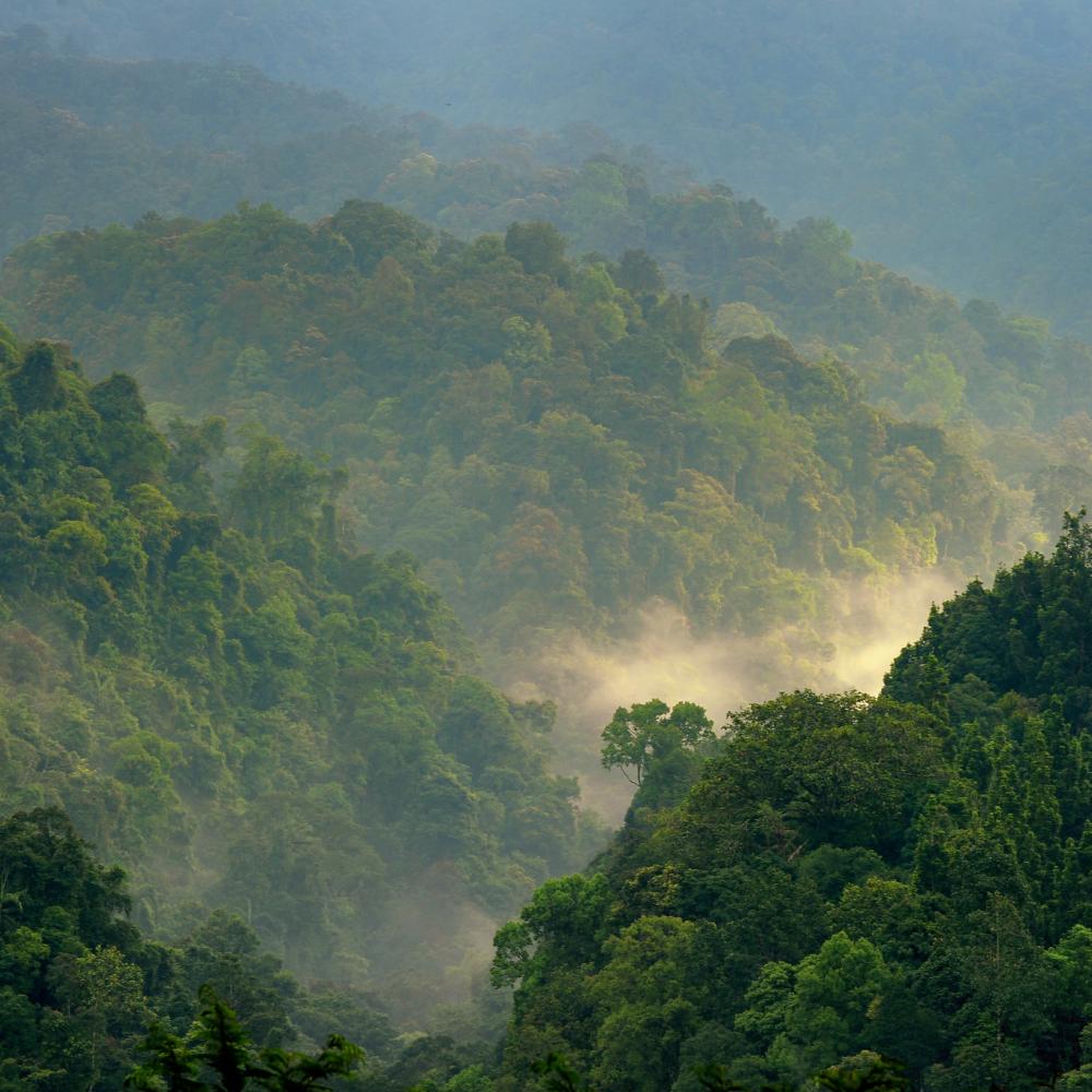 aaa