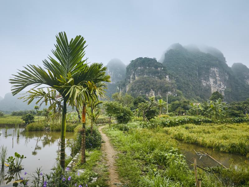 Vietnam Forest