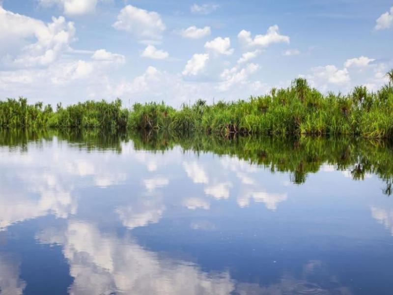 Indonesian peatland
