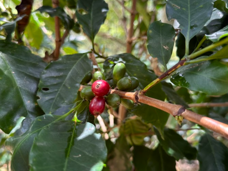 Plantación de café, Green Coffee Company, Antioquia, Colombia.