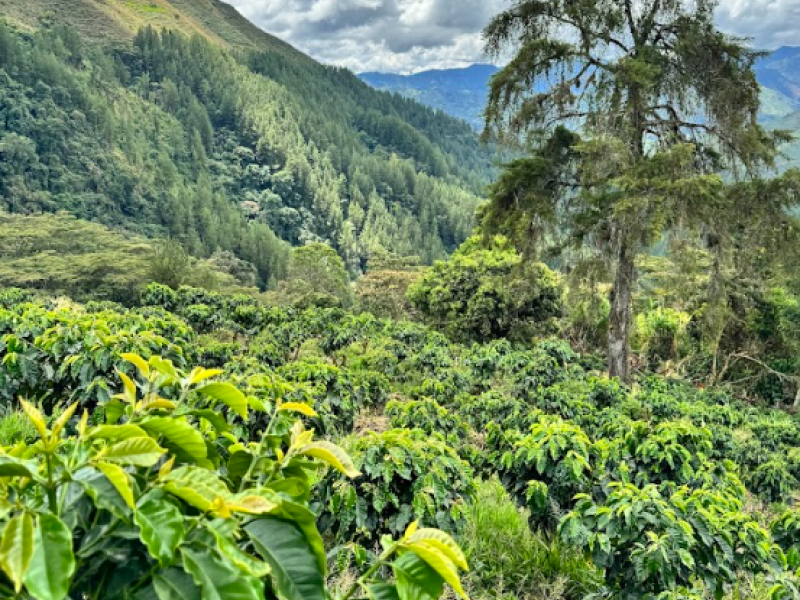 Plantación de café, Green Coffee Company, Antioquia, Colombia.