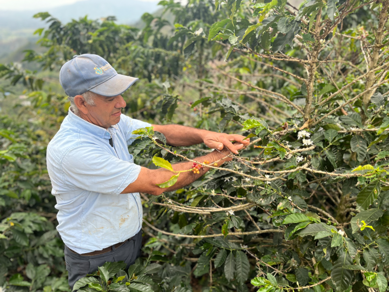 Gilberto Hernández , productor cafetero en su plantación en Huila, Colombia. 