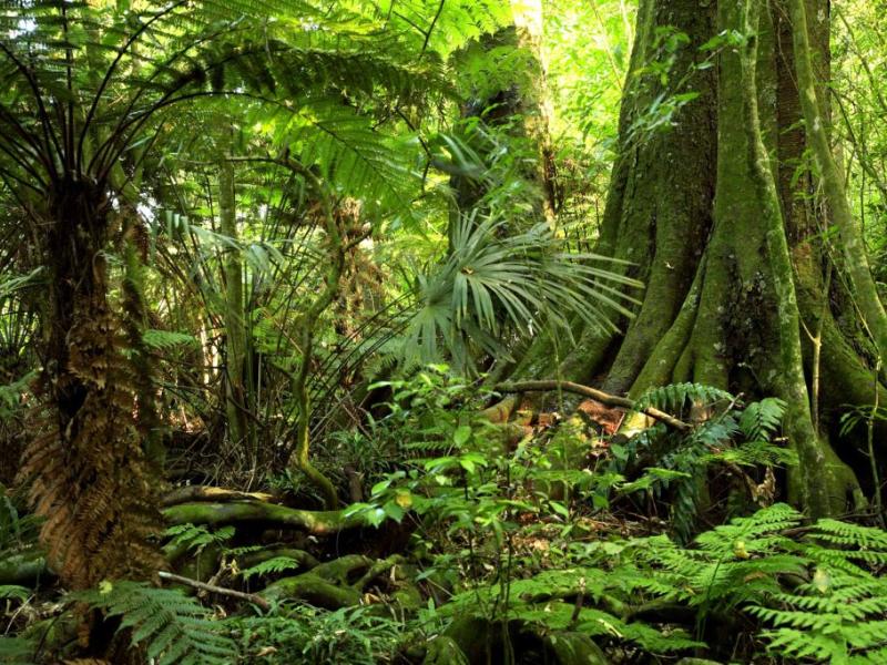 AAA
