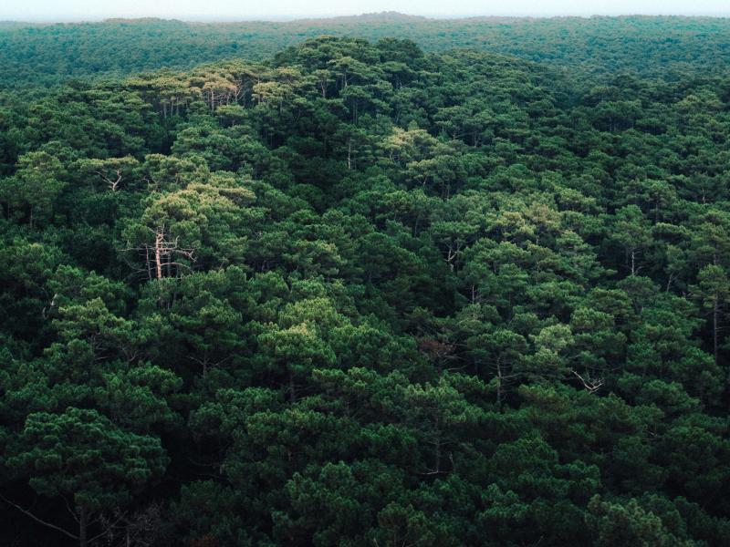 aaa
