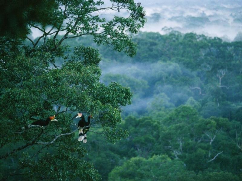Kalimantan forest