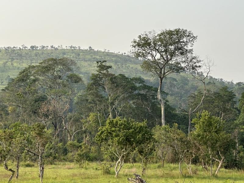 aaa