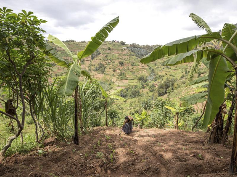 aaa