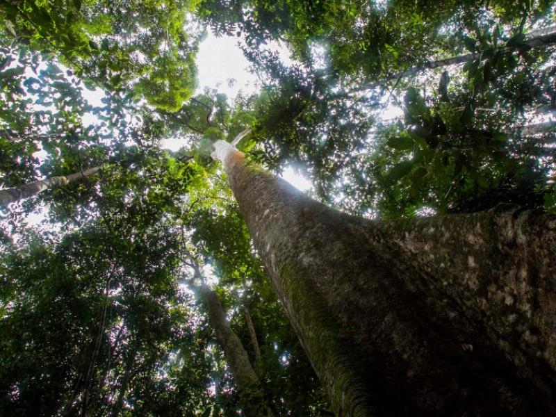 aaa