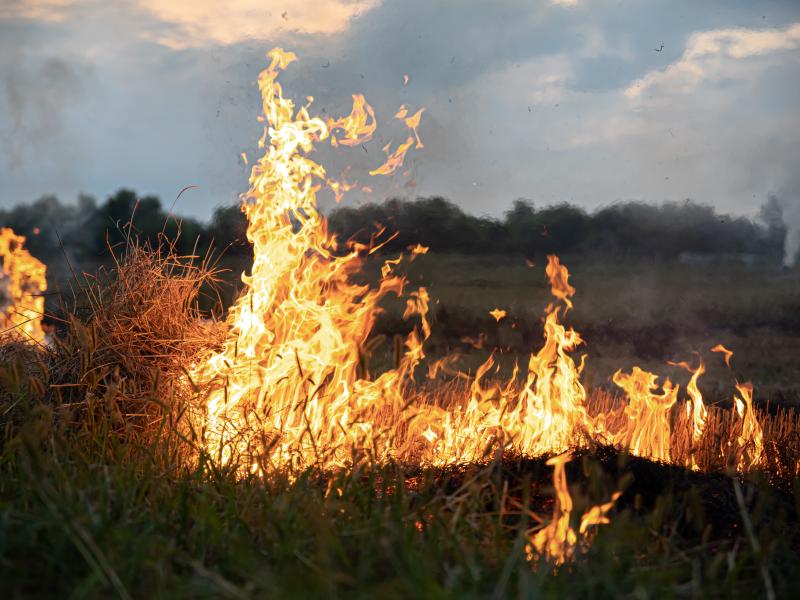 fire-steppe-grass-is-burning-destroying-everything-its-path